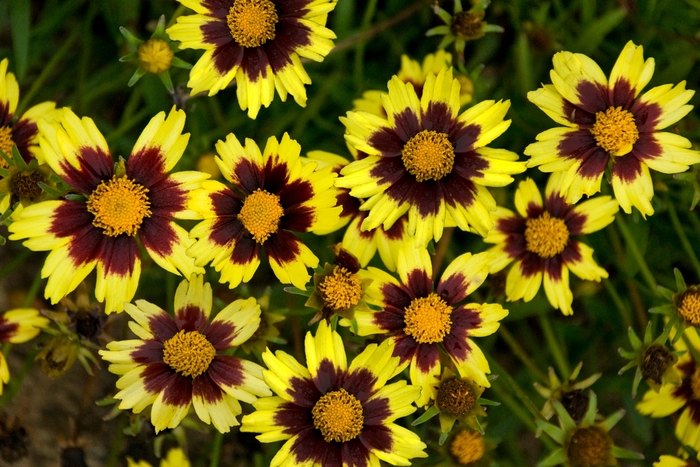 Big Bang™ Cosmic Eye - Coreopsis ''Cosmic Eye'' PP22601 (Tickseed) from Betty's Azalea Ranch