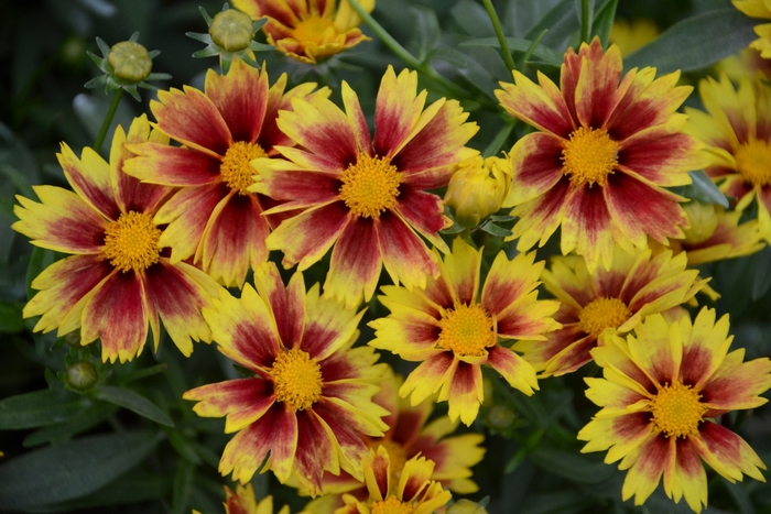 L''il Bang™ Enchanted Eve - Coreopsis ''Enchanted Eve'' (Tickseed) from Betty's Azalea Ranch