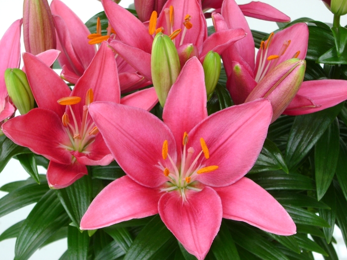 Lily Looks 'Tiny Pearl' - Lilium asiaticum (Asiatic Lily) from Betty's Azalea Ranch Lily Looks 'Tiny Pearl' - Lilium asiaticum (Asiatic Lily) from Betty's Azalea Ranch