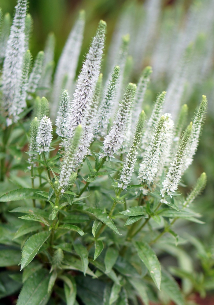 Snow Candles Speedwell - Veronica spicata ''Snow Candles'' Jocal28 PP28777 (Speedwell) from Betty's Azalea Ranch