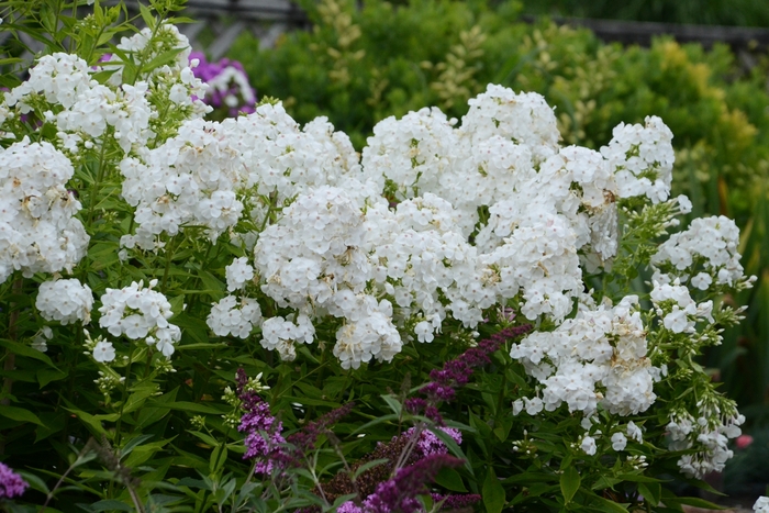 David Garden Phlox - Phlox paniculata ''David'' (Garden Phlox) from Betty's Azalea Ranch