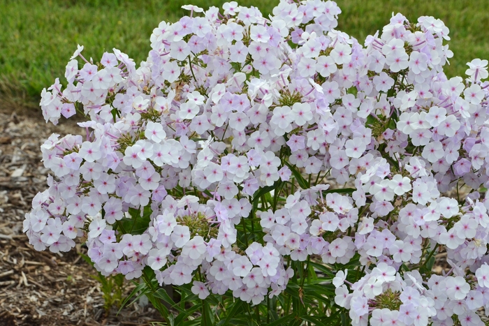 Fashionably Early Lavender Ice Garden Phlox - Phlox paniculata ''Fashionably Early Lavender Ice'' PPAF (Garden Phlox) from Betty's Azalea Ranch