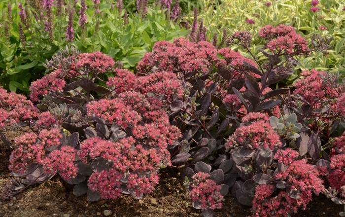 Sunsparkler® Dazzleberry - Sedum ''Dazzleberry'' PP22457 (Stonecrop) from Betty's Azalea Ranch