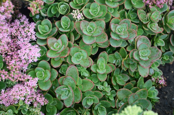 Sunsparkler® Lime Zinger - Sedum ''Lime Zinger'' (Stonecrop) from Betty's Azalea Ranch