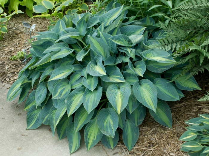 Plantain Lily - Hosta 'June' from Betty's Azalea Ranch