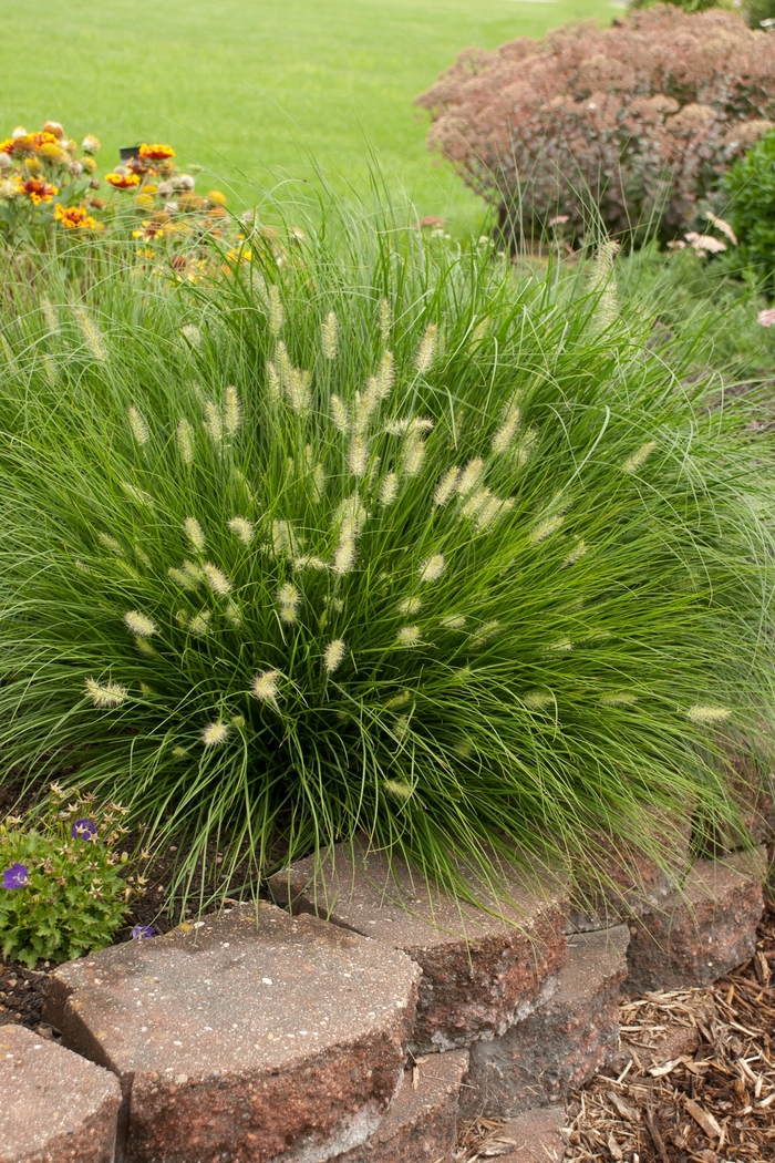 Little Bunny Miniature Fountain Grass - Pennisetum alopecuroides ''Little Bunny'' (Miniature Fountain Grass) from Betty's Azalea Ranch