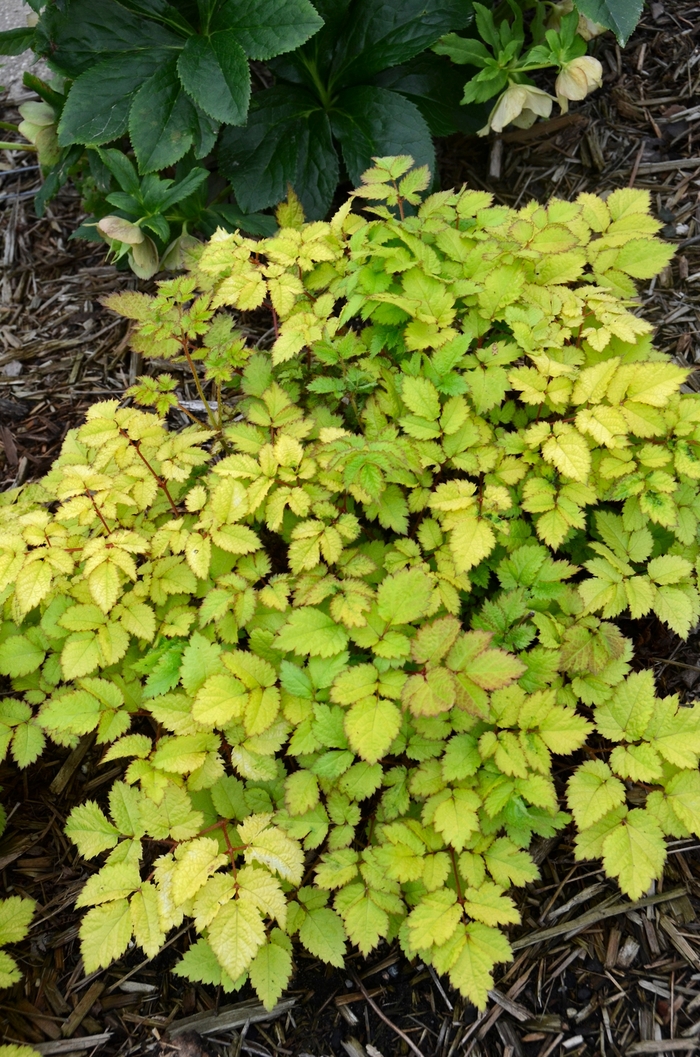 False Spirea - Astilbe 'Amber Moon' from Betty's Azalea Ranch