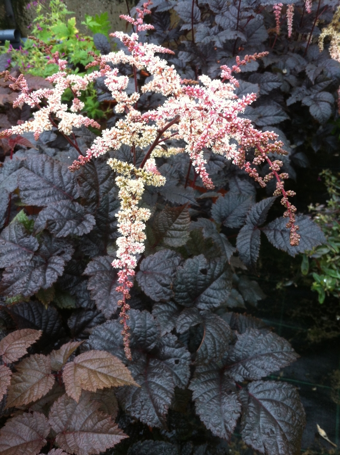 Astilbe - Astilbe 'Chocolate Shogun' from Betty's Azalea Ranch