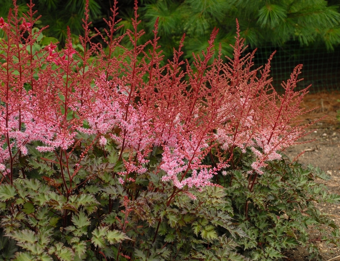 'Delft Lace' False Spirea - Astilbe simplicifolia from Betty's Azalea Ranch 'Delft Lace' False Spirea - Astilbe simplicifolia from Betty's Azalea Ranch