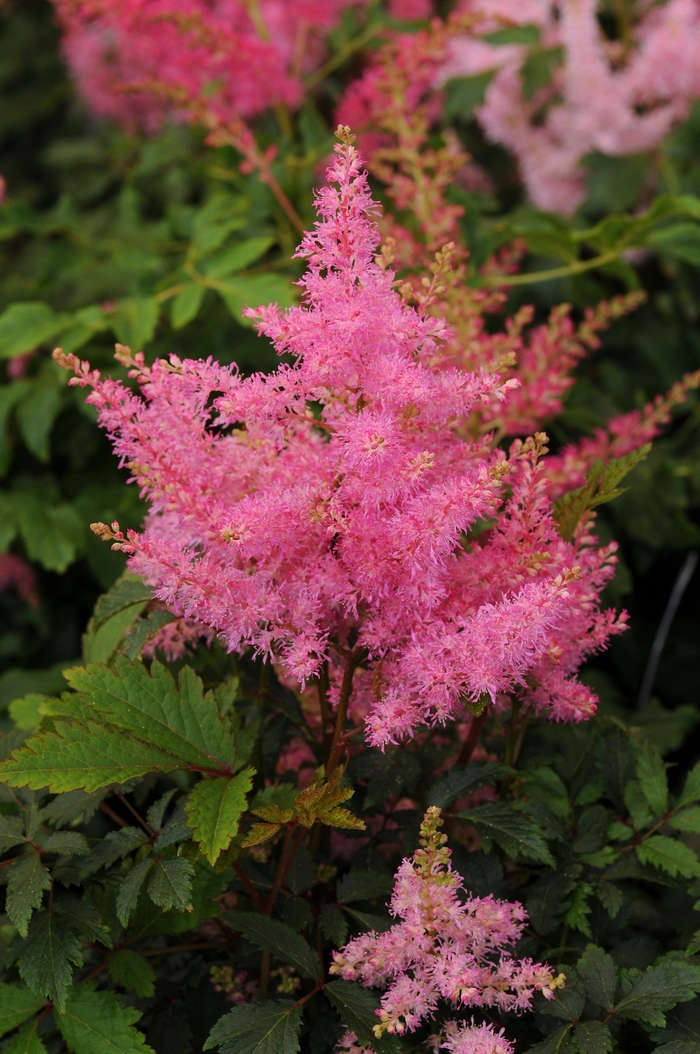 False Spirea - Astilbe 'Younique Pink' from Betty's Azalea Ranch