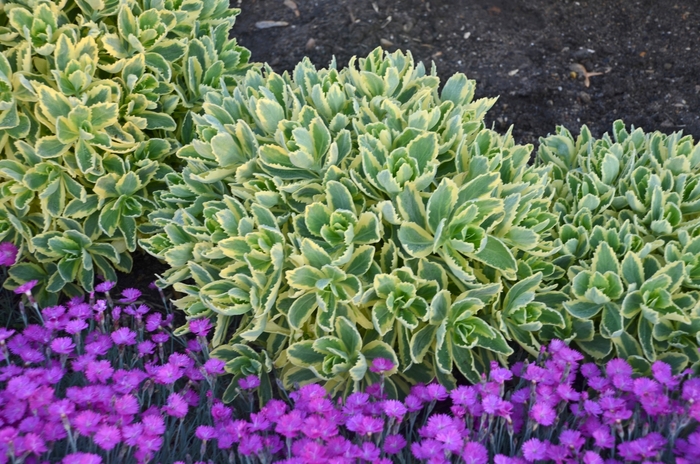 Autumn Charm™ Stonecrop - Sedum telephium ''Autumn Charm™'' Lajos PP14421 (Stonecrop) from Betty's Azalea Ranch