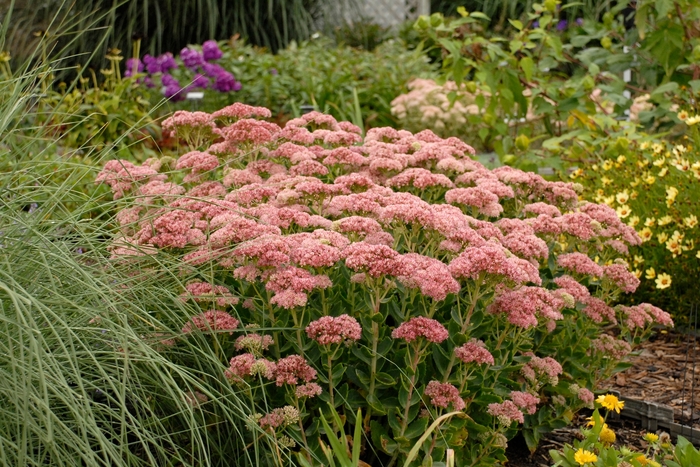 Autumn Fire Stonecrop - Sedum spectabile ''Autumn Fire'' (Stonecrop) from Betty's Azalea Ranch