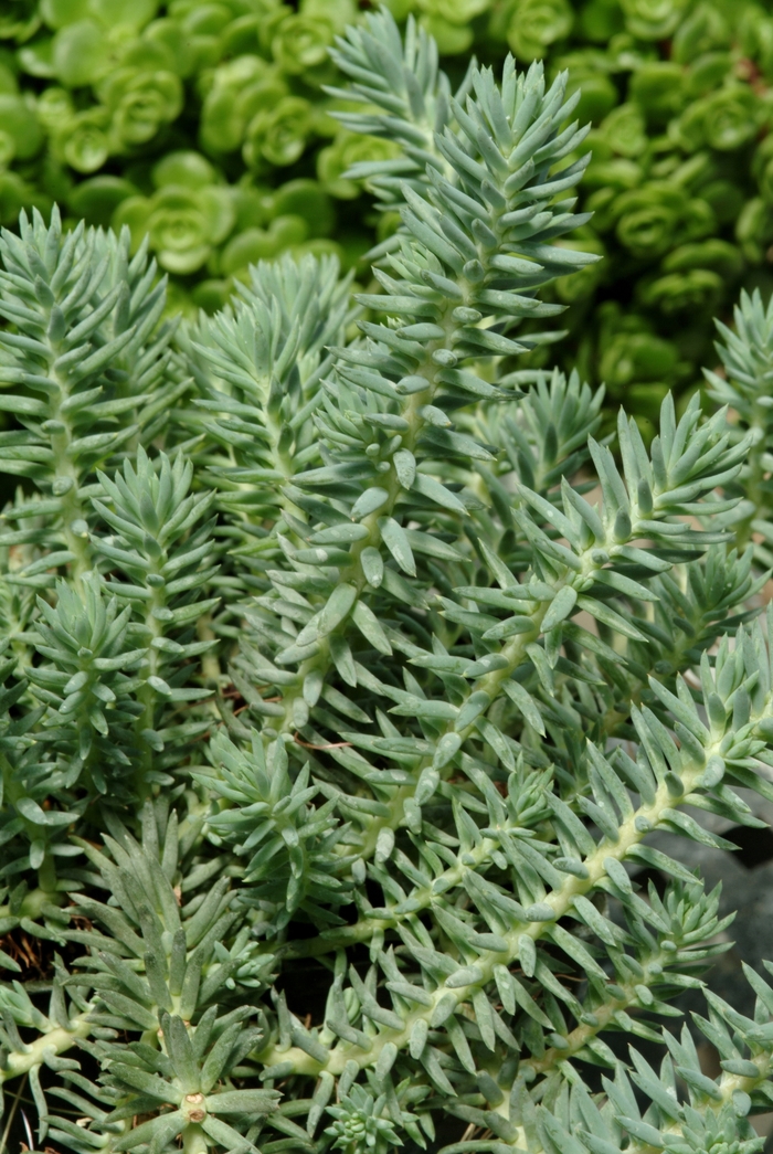 Blue Spruce Stonecrop - Sedum reflexum ''Blue Spruce'' (Stonecrop) from Betty's Azalea Ranch