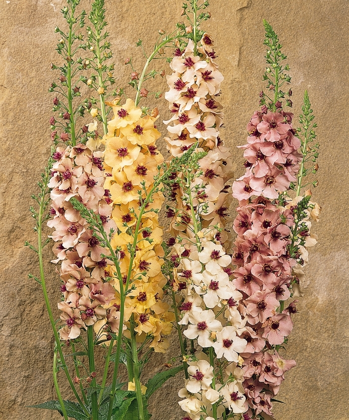 Southern Charm Mullein - Verbascum ''Southern Charm'' (Mullein) from Betty's Azalea Ranch