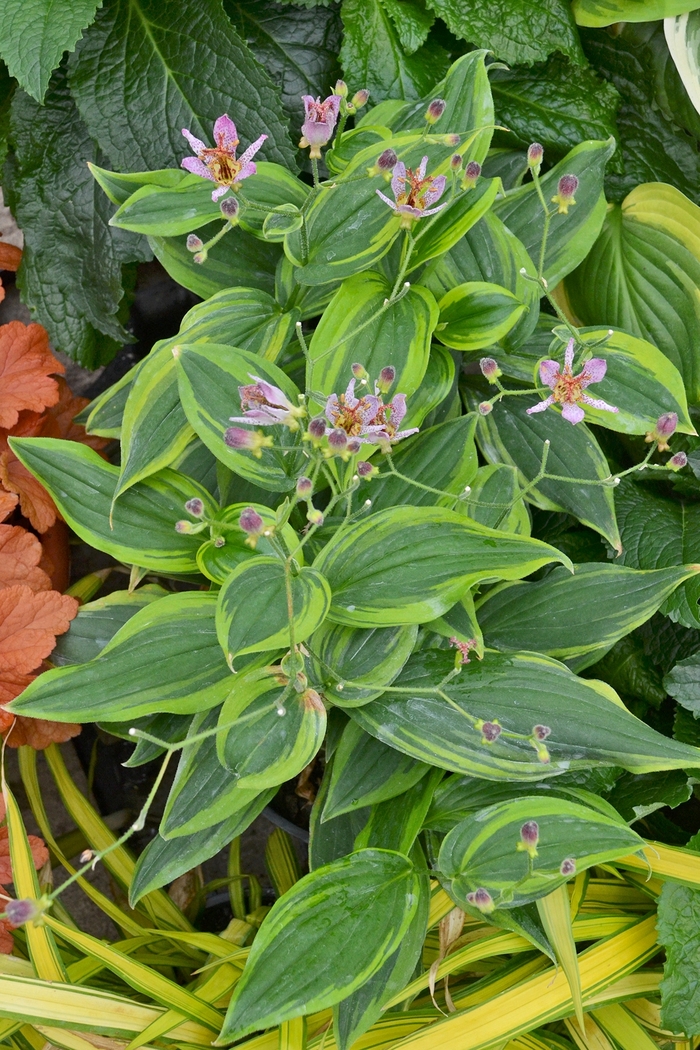 'Autumn Glow' Toad Lily - Tricyrtis formosana from Betty's Azalea Ranch