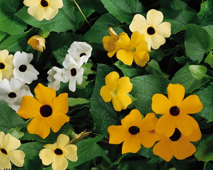 Susie™ Mix - Thunbergia alata ''Mix'' (Black-eyed Susan Vine) from Betty's Azalea Ranch