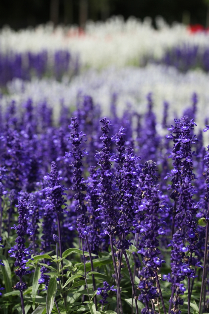 Victoria Blue Mealycup Sage - Salvia farinacea ''Victoria Blue'' (Mealycup Sage) from Betty's Azalea Ranch