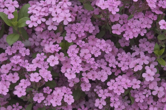 Soapwort - Saponaria ocymoides (Soapwort) from Betty's Azalea Ranch