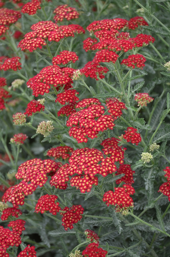 'Sassy Summer Sangria' Yarrow - Achillea millefolium from Betty's Azalea Ranch 'Sassy Summer Sangria' Yarrow - Achillea millefolium from Betty's Azalea Ranch