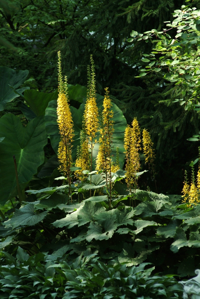 The Rocket Ligularia - Ligularia stenocephala ''The Rocket'' (Ligularia) from Betty's Azalea Ranch