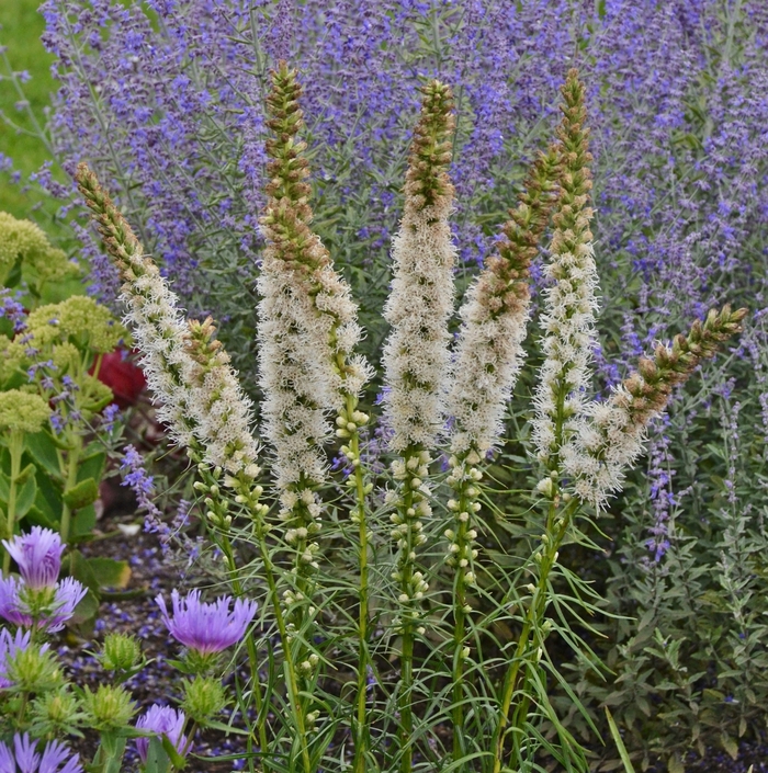 Floristan White Blazing Star - Liatris spicata ''Floristan White'' (Blazing Star) from Betty's Azalea Ranch