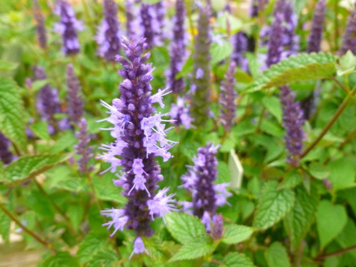 Hummingbird Hyssop - Agastache 'Little Adder' from Betty's Azalea Ranch