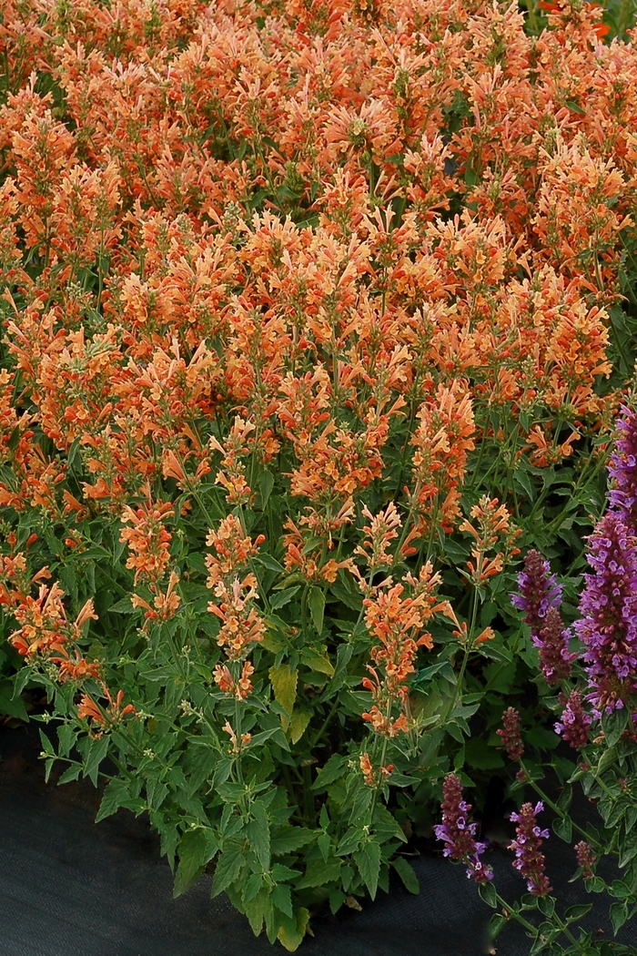 Poquito™ 'Orange' - Agastache (Hummingbird Mint) from Betty's Azalea Ranch Poquito™ 'Orange' - Agastache (Hummingbird Mint) from Betty's Azalea Ranch