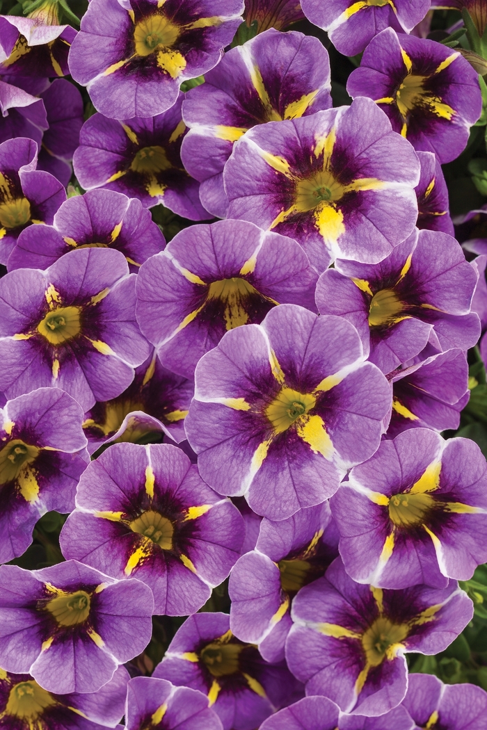 Superbells® Evening Star™ - Calibrachoa ''Evening Star™'' BBCAL87705 PPAF (Calibrachoa) from Betty's Azalea Ranch