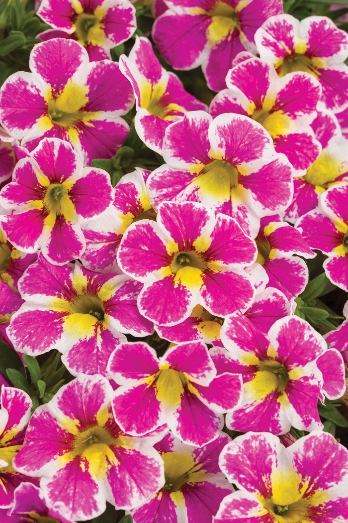 Superbells® Holy Cow!™ - Calibrachoa ''Holy Cow!™'' BBCAL85303 PPAF (Calibrachoa) from Betty's Azalea Ranch