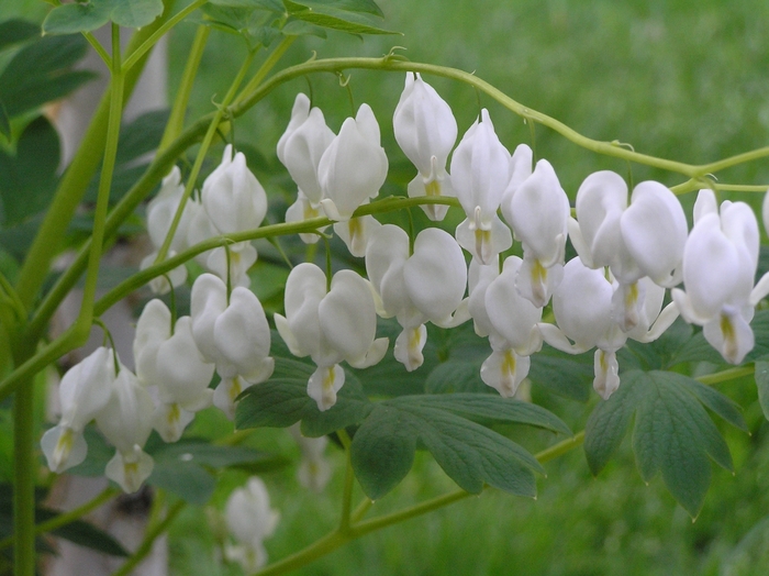 White Bleeding Heart - Dicentra spectabilis 'Alba' from Betty's Azalea Ranch