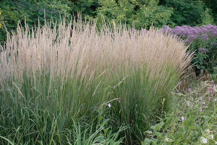 Feather Reed Grass - Calamagrostis acutiflora 'Karl Foerster' from Betty's Azalea Ranch