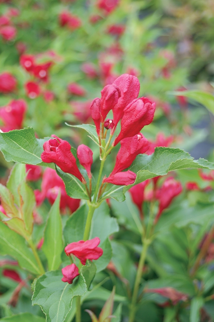 Sonic Bloom® Red - Weigela florida ''Verweig 6'' PP25132 (Weigela) from Betty's Azalea Ranch