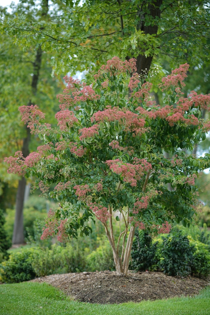 Temple of Bloom® Seven Son Flower - Heptacodium miconioides ''SMNHMRF'' PP30763 (Seven Son Flower) from Betty's Azalea Ranch