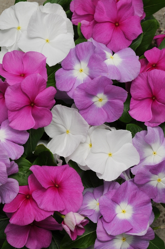 Titan™ Vinca - Catharanthus roseus 'Titan Summer Breeze Mix' from Betty's Azalea Ranch