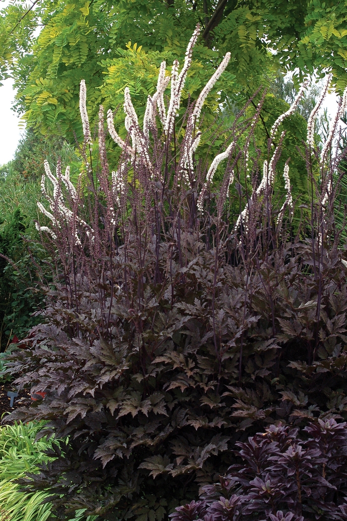 Purple-leaf Bugbane - Cimicifuga simplex 'Black Negligee' from Betty's Azalea Ranch