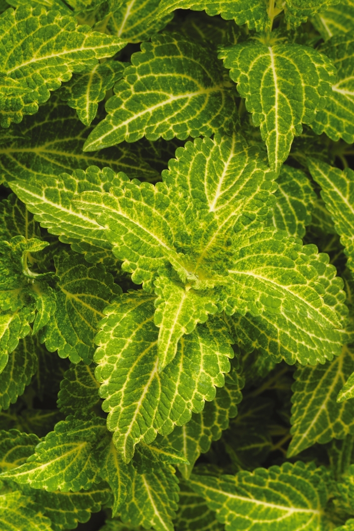 Electric Lime® Coleus - Solenostemon scutellarioides ''Electric Lime®'' (Coleus) from Betty's Azalea Ranch