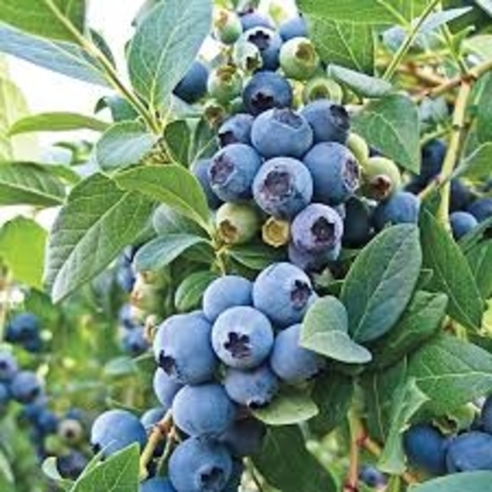 O''Neal Southern Highbush Blueberry - Vaccinium ''O''Neal'' (Southern Highbush Blueberry) from Betty's Azalea Ranch