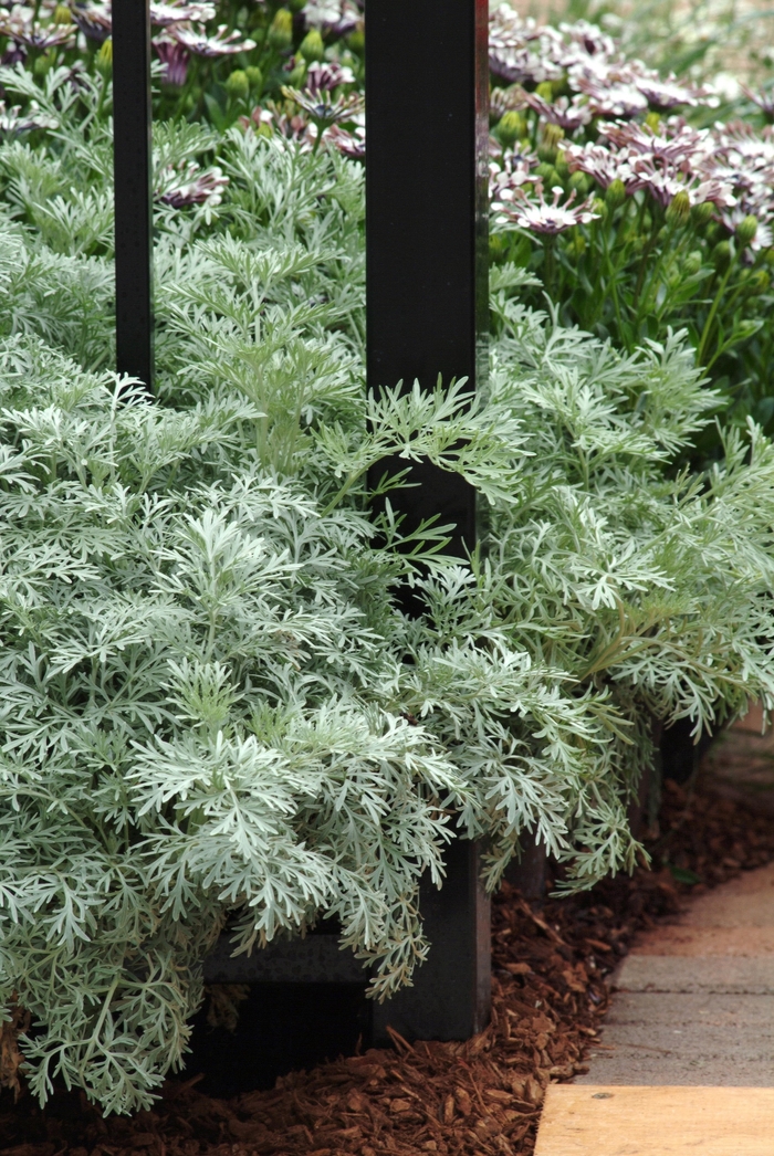 Powis Castle Artemisia - Artemisia 'Powis Castle' from Betty's Azalea Ranch