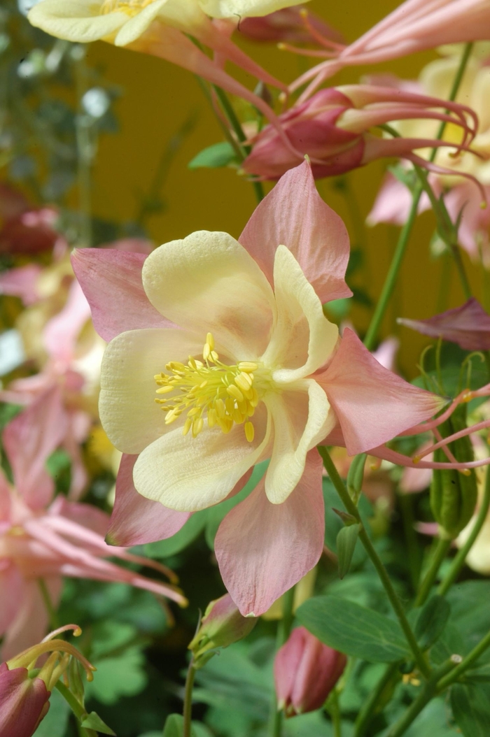 Hybrid Columbine - Aquilegia x hybrida 'Swan Pink & Yellow' from Betty's Azalea Ranch