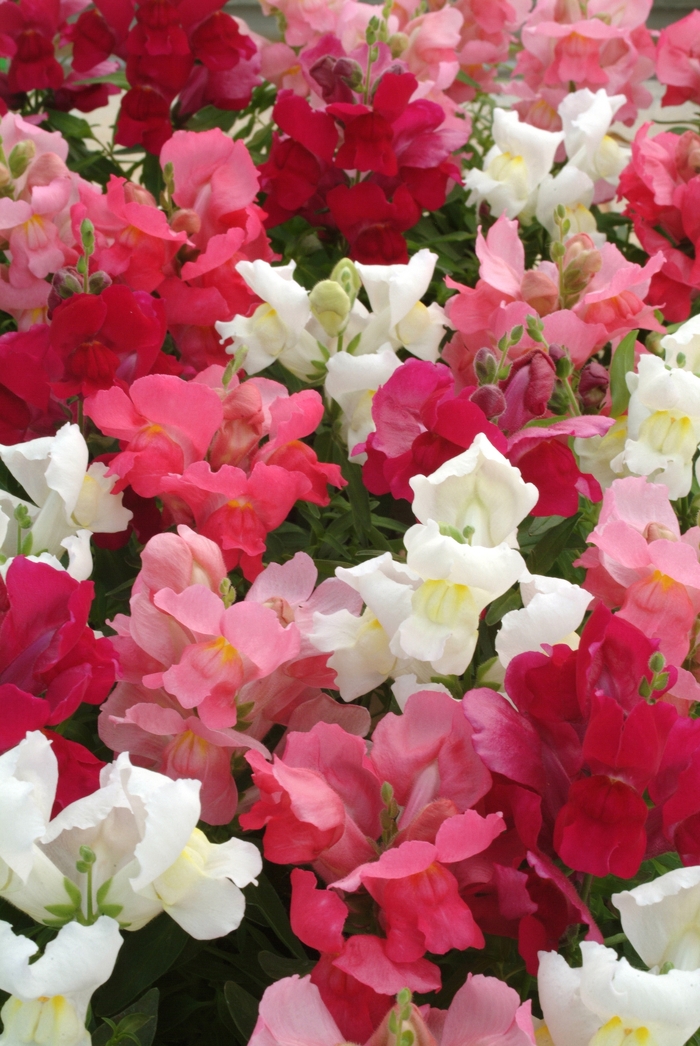 Dwarf Garden Snapdragon - Antirrhinum majus 'Snapshot Berry N Cream Mix' from Betty's Azalea Ranch