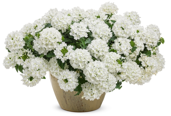 Superbena® Whiteout™ - Verbena ''RIKA1832M3'' PPAF, Can PBRAF (Verbena) from Betty's Azalea Ranch Superbena® Whiteout™ - Verbena ''RIKA1832M3'' PPAF, Can PBRAF (Verbena) from Betty's Azalea Ranch