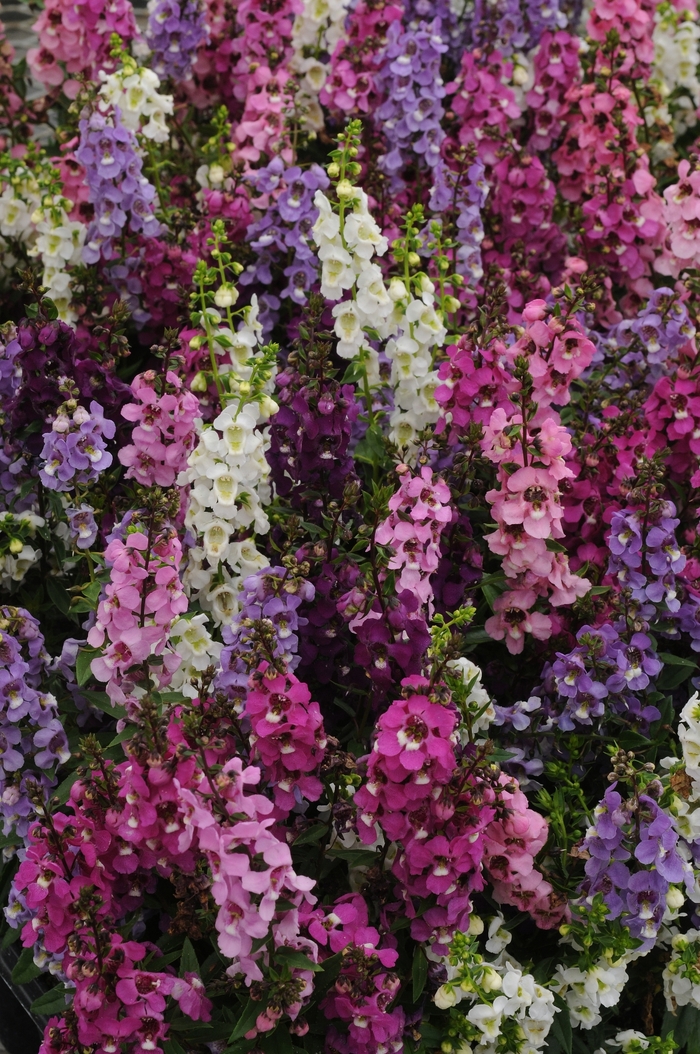 Serenita® Angelonia - Angelonia angustifolia 'Mix' from Betty's Azalea Ranch