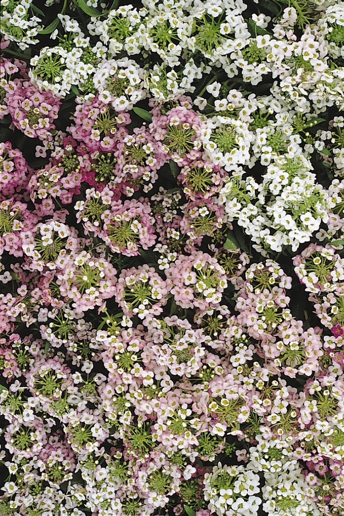 'Easter Bonnet Mix' - Lobularia maritima (Sweet Alyssum) from Betty's Azalea Ranch 'Easter Bonnet Mix' - Lobularia maritima (Sweet Alyssum) from Betty's Azalea Ranch