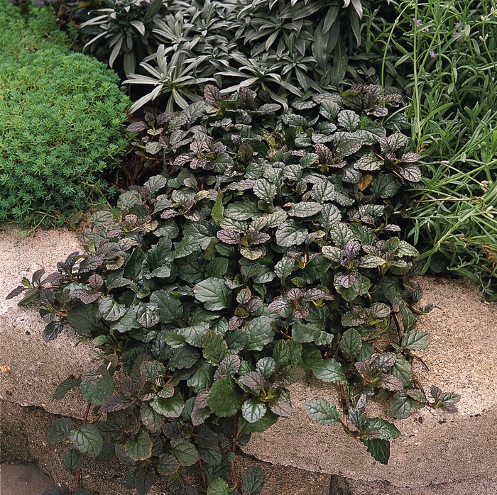 Bugleweed - Ajuga reptans 'Bronze Beauty' from Betty's Azalea Ranch