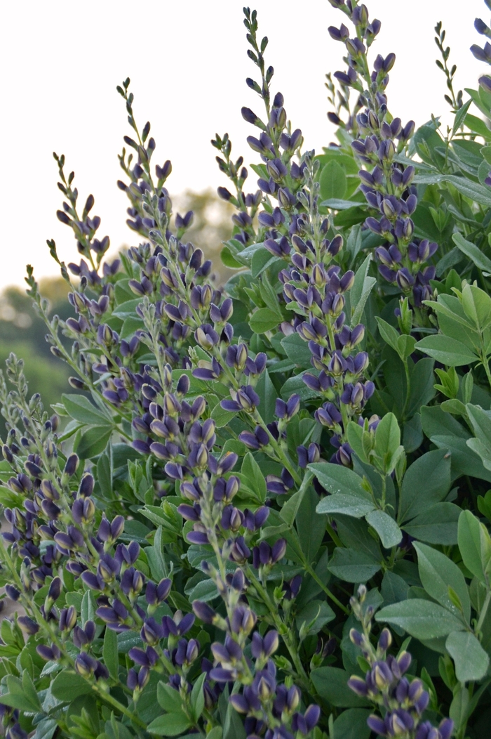 Indigo Spires False Indigo - Baptisia australis ''Indigo Spires'' PP26750 (False Indigo) from Betty's Azalea Ranch