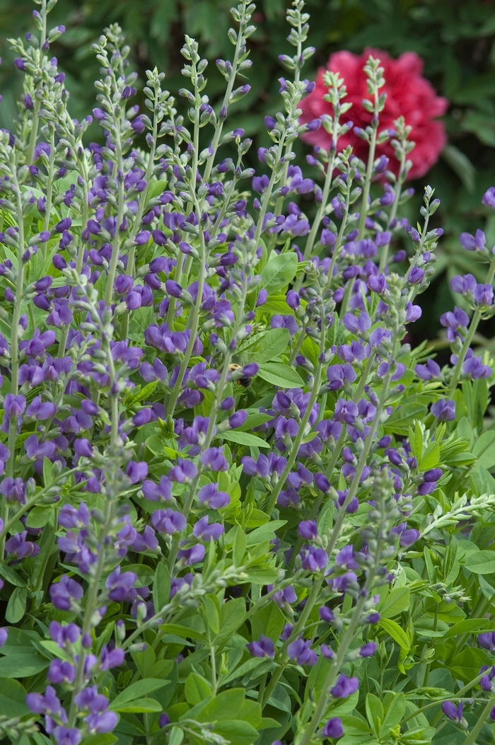 False Indigo - Baptisia australis (False Indigo) from Betty's Azalea Ranch