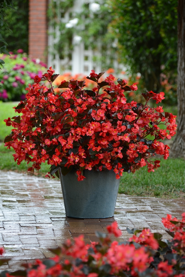 Megawatt™ Red Bronze Leaf - Begonia ''Red Bronze Leaf'' from Betty's Azalea Ranch