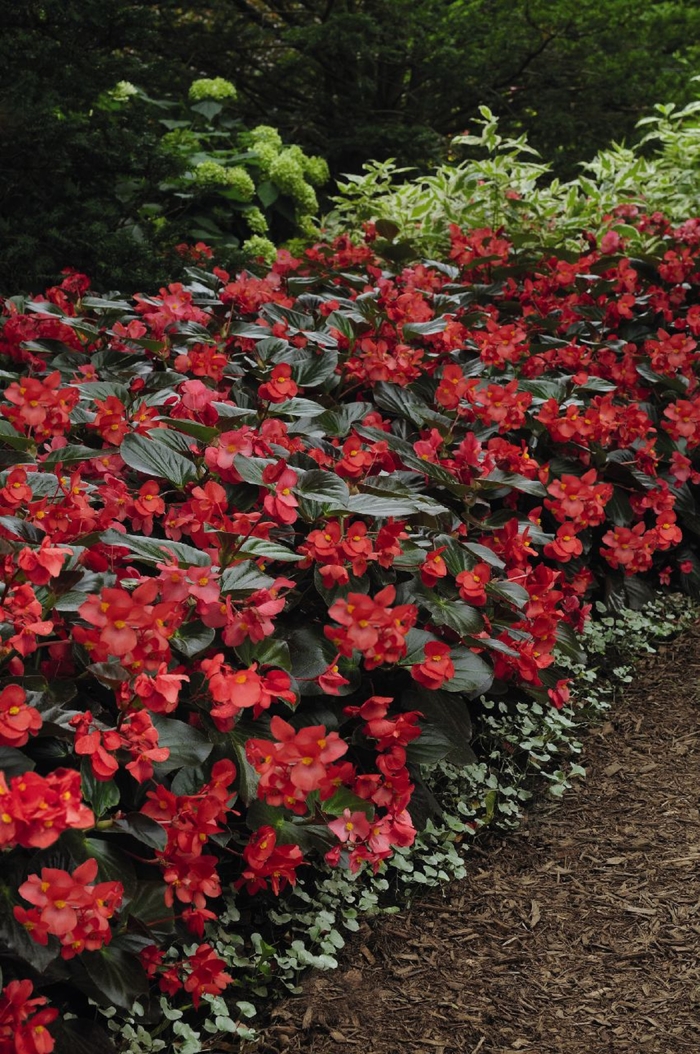 Begonia - Begonia x benariensis 'Whopper Red Bronze Leaf' from Betty's Azalea Ranch