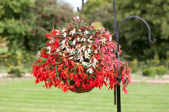 Bossa Nova® Mix - Begonia boliviensis ''Mix'' (Begonia) from Betty's Azalea Ranch