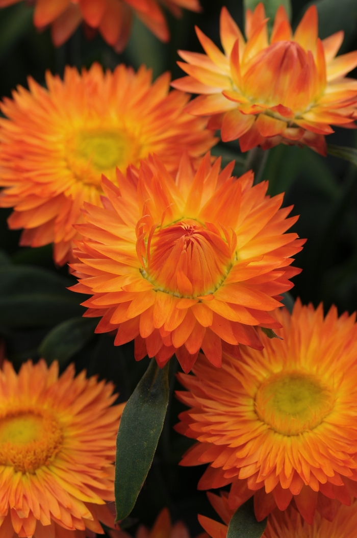 Strawflower - Bracteantha bracteata 'Mohave Orange' from Betty's Azalea Ranch